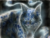 The Cheshire Cat